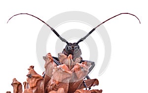 Insescts-Long-horned beetle on white background.