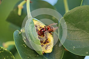 Insetto calabrone su cucunci seme del cappero