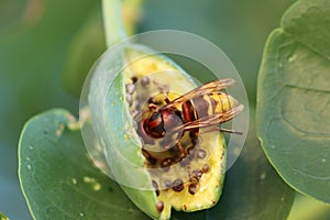 Insetto calabrone su cucunci seme del cappero