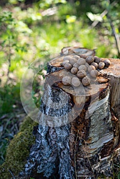 Inshell walnuts lie on the stump in the open air