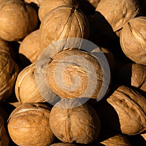 Inshell walnuts. Lots of walnuts in bright sunlight