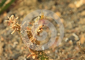 Inshore hairy shrimp