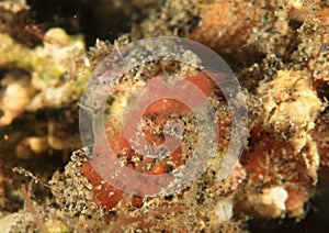 Inshore hairy shrimp with egg