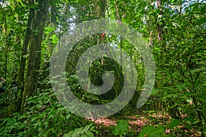 Inside of the amazonian Jungle, surrounding of dense vegetation in the Cuyabeno National Park, South America Ecuador