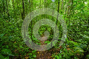 Inside of the amazonian Jungle, surrounding of dense vegetation in the Cuyabeno National Park, South America Ecuador