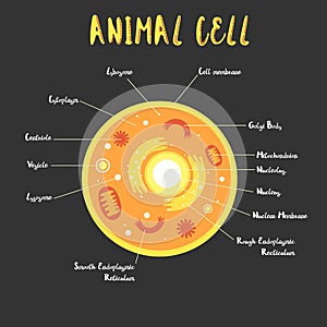 Inside the animal cell