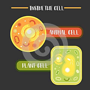 Inside the animal plant cell structure