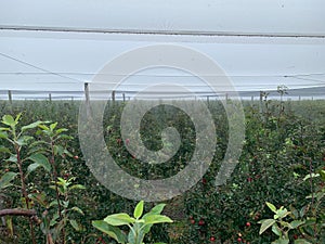 Inside an apple orchard under the hail netting