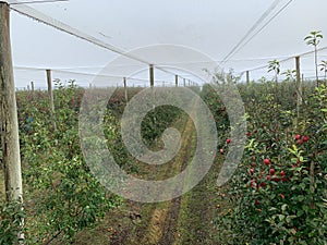 Inside an apple orchard under the hail netting