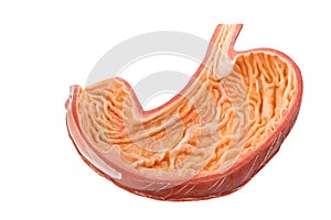 Inside of artificial human bowels model photo