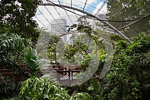 Inside the aviary at the Hong Kong Park