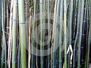 Inside of the bamboo forest