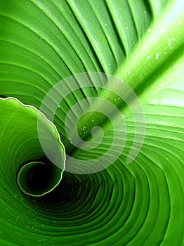 Banana leaf roll design con la caduta del polline
