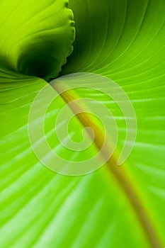 Inside a Banana Leaf