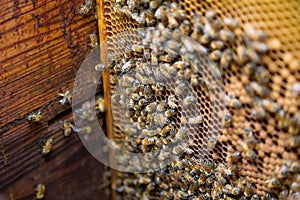 Inside the beehive. Bees sitting on a honeycomb,
