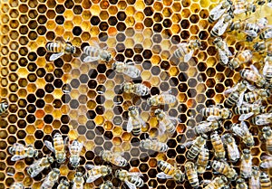 Inside the beehive. Bees sitting on a honeycomb,