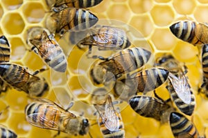 Inside the beehive. Bees sitting on a honeycomb,