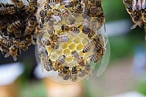 Inside the beehive. Bees sitting on a honeycomb,