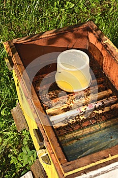 Inside of beehive container with sweet syrup for feeding bees