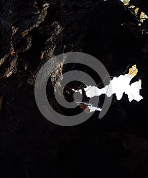 Inside a burnt tree . Hollow in the trunk of a willow. fire in the forest