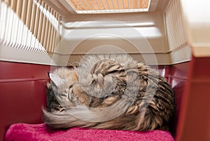 Inside a cat carrier