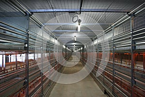 Inside chicken farm