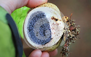 Inside of a common earthball mushroom Scleroderma citrinum