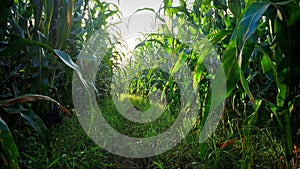 Inside of the corn field with green grass photo
