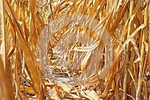 Inside corn field