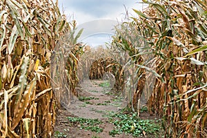 Inside a corn field maze with a cloudy sky