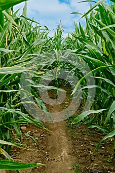 Inside the corn field