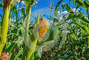 Inside a cornfield. A young ear of corn among the plants, blue sky. The harvest