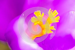 The inside of a crocus flower in a macro lens shot