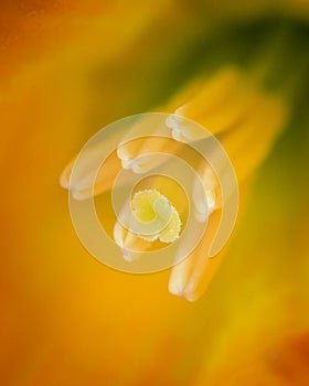 Inside a Daffodil Flower