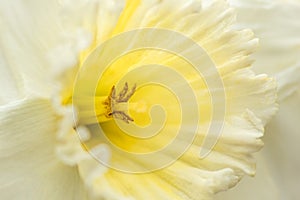 Inside of a Daffodil, Close Up