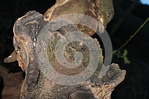 Inside a dead tree trunk