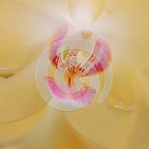 Inside details of pink and yellow Orchid flower