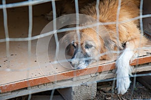 Inside a dog refuge