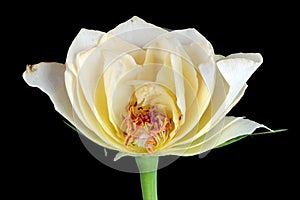 Inside of dying sad white rose flower isolated on black macro
