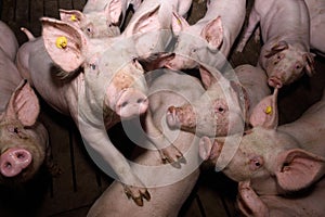 Inside of a farm of pigs