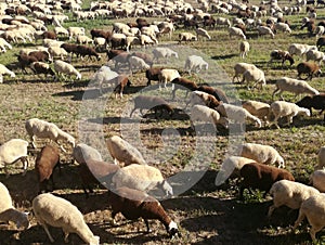 The inside the flock of sheep, seen from above.