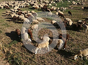 The inside the flock of sheep, seen from above. Group among green grass. Ruminant.