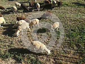 Farm. Ruminant domestic mammalia. The inside the flock of sheep, seen from above. Ovine cattle breeding. EU. photo