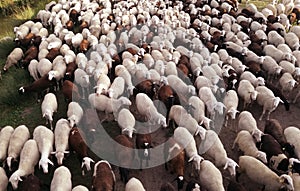 The inside the flock of sheep, seen from above. Ruminant domestic mammalia. Ovine cattle breeding.