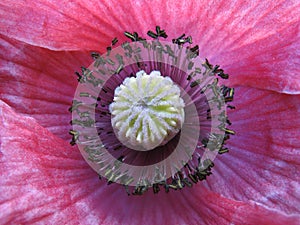 Inside a flower. Stamens of pink poppy. Macro