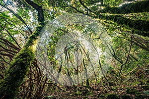 Inside forest, magical ambience of Anaga cloud forest