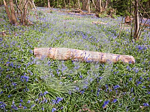 inside forest woodland spring with blue bells flowers across flo