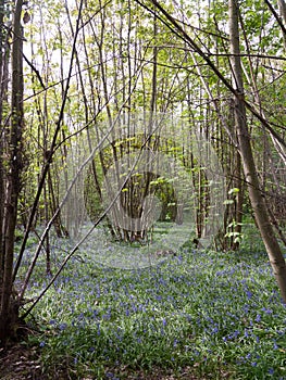 inside forest woodland spring with blue bells flowers across flo