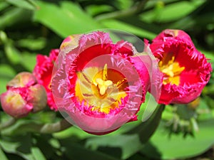 Inside Frilly Pink Tulip