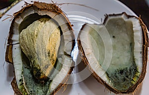 Inside a germinating coconut fruit. Off white pear shaped structure perhaps congealed coconut water.